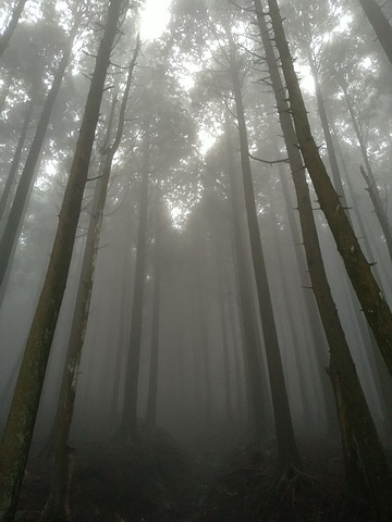 "非常棒的线路，很充实的一天，虽然下雨但见到了雾中的庐山，性价比很高，导游很负责，讲解很详细，非..._庐山国家级旅游风景名胜区-锦绣谷"的评论图片