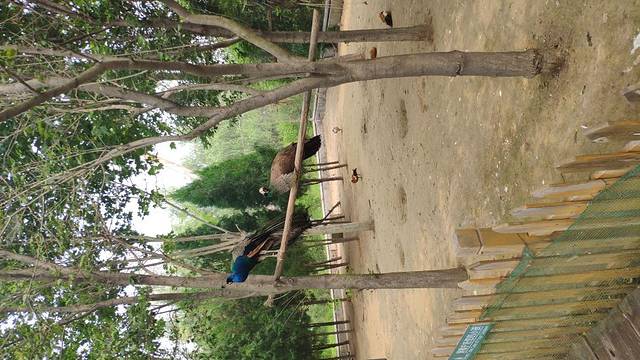 黄河三角洲动物园