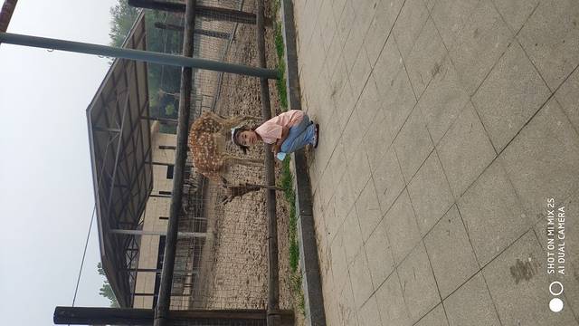 黄河三角洲动物园