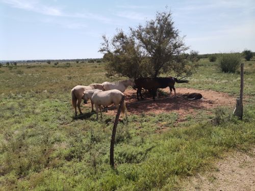 苏泊罕大草原旅游景区