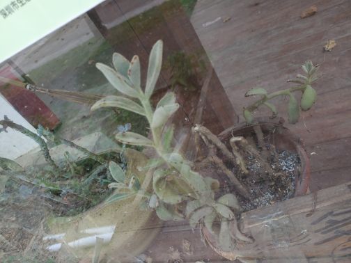 光明农场大观园