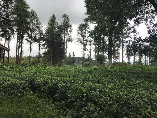 澜沧江交融1号五星游轮