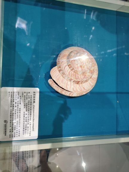 青岛贝壳博物馆
