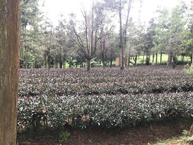 澜沧江交融1号五星游轮