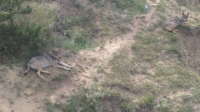 鄂尔多斯野生动物园