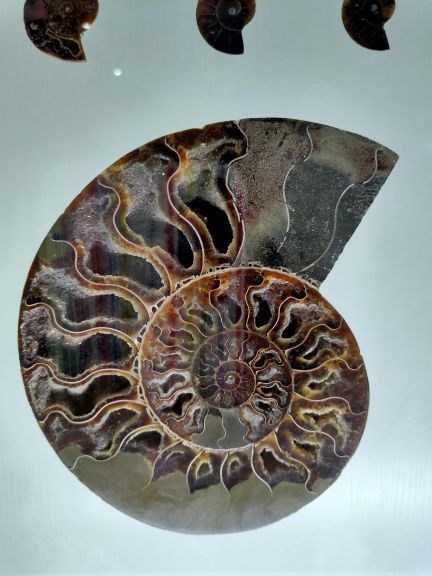 青岛贝壳博物馆