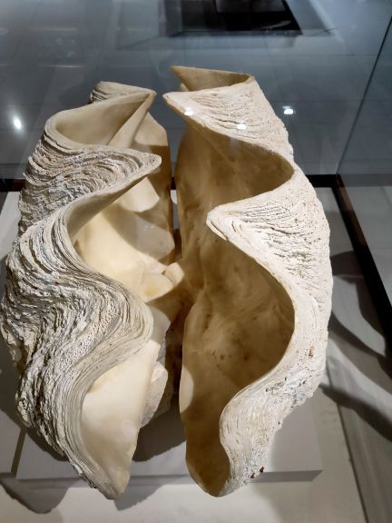 青岛贝壳博物馆