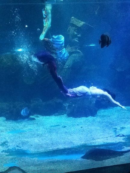 石家庄海洋公园(海悦天地购物广场店)