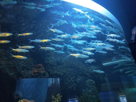 石家庄海洋公园(海悦天地购物广场店)