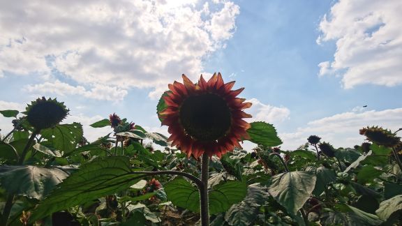 八卦洲陌上花渡
