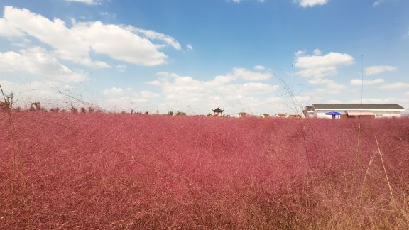 八卦洲陌上花渡