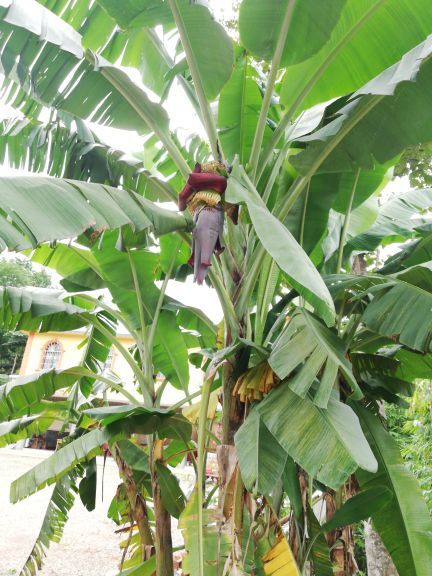 湄公河水底世界