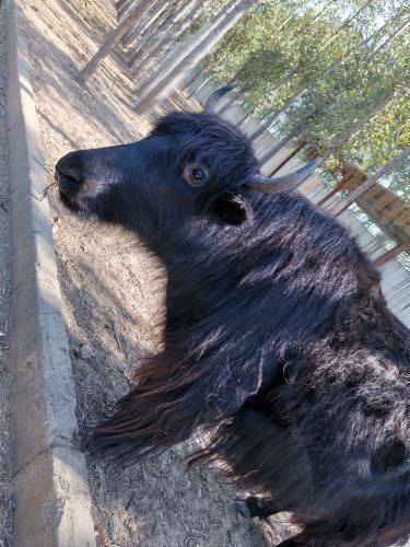 衡水野生动物园