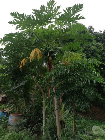 湄公河水底世界