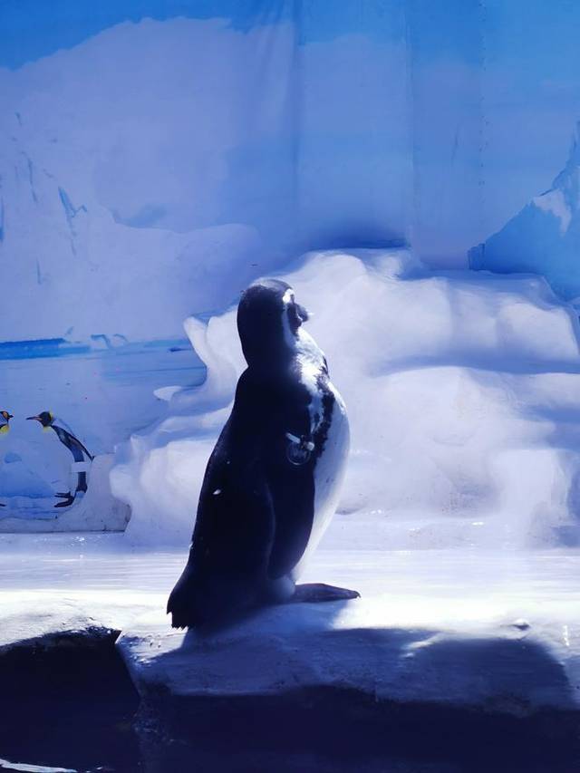 北海银滩游艇娱乐有限公司