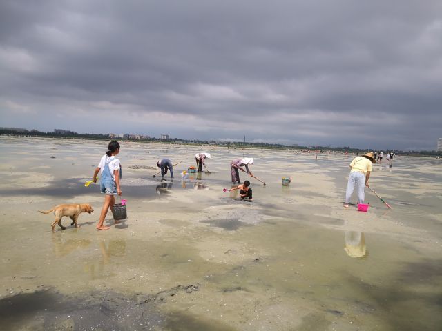 红树林欢乐赶海