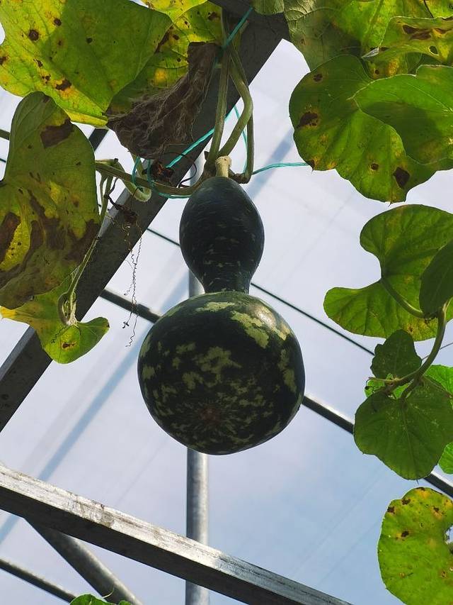 八卦洲陌上花渡