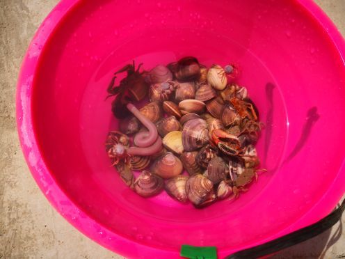 红树林欢乐赶海