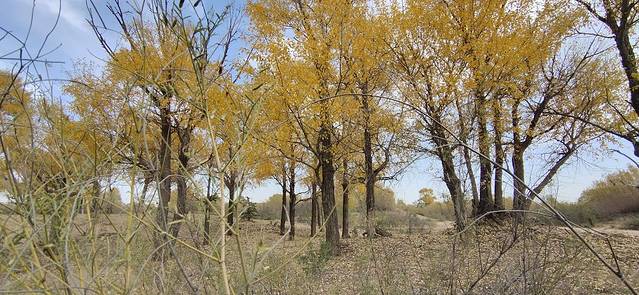 哈巴湖生态旅游区
