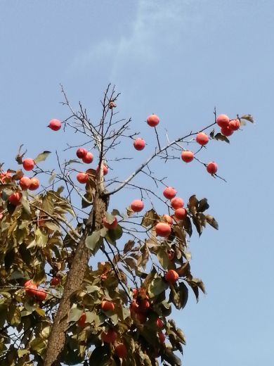 西安植物园新区
