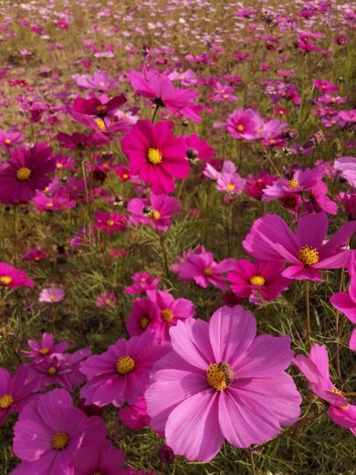 西安植物园新区