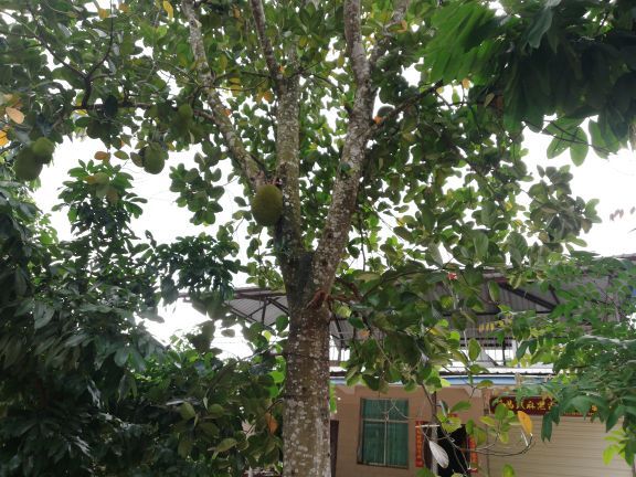 湄公河水底世界