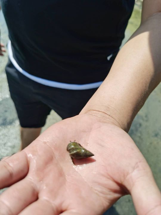 红树林拾贝赶海