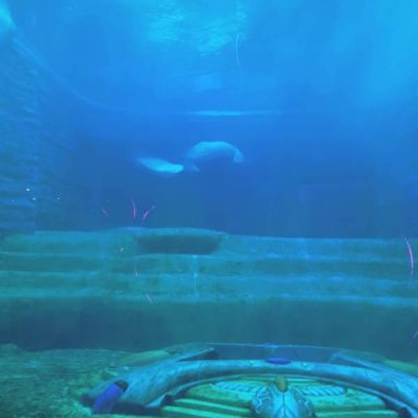三亚亚特兰蒂斯失落的空间水族馆