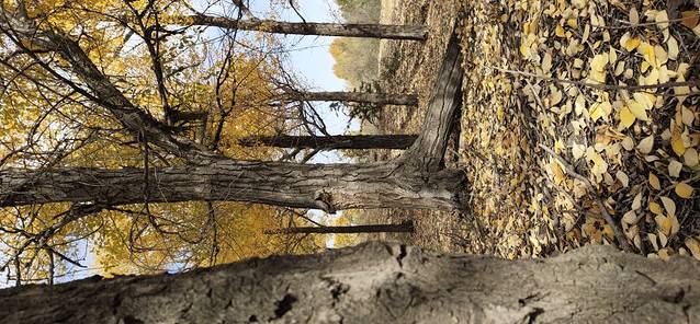 哈巴湖生态旅游区