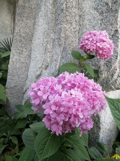 西安植物园新区