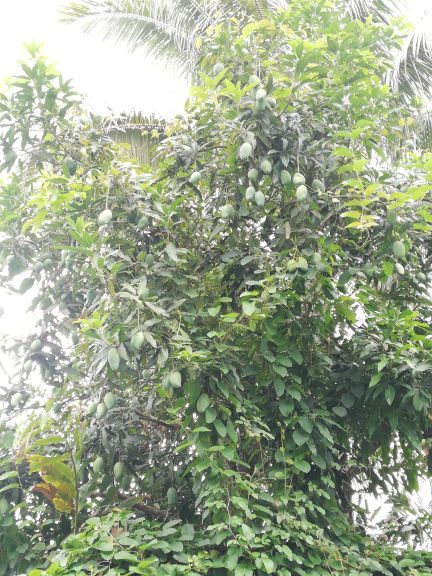 湄公河水底世界