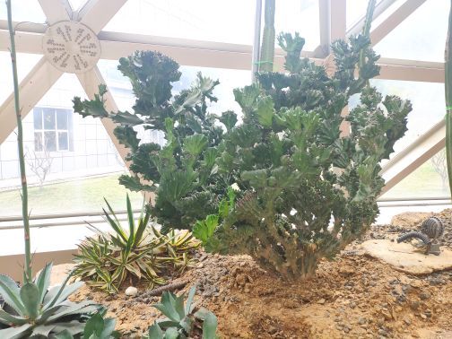 大阳山国家森林公园植物园景区