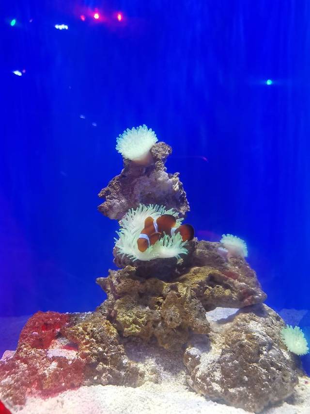 红树林拾贝赶海