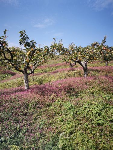 大梨树生态旅游区