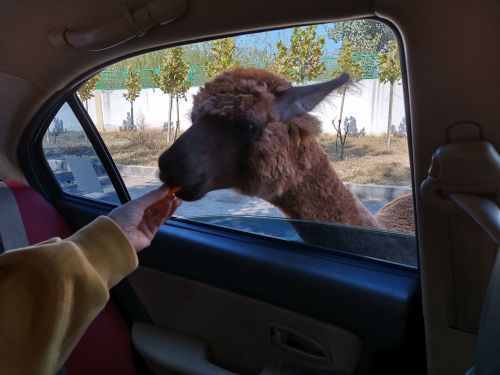 衡水野生动物园