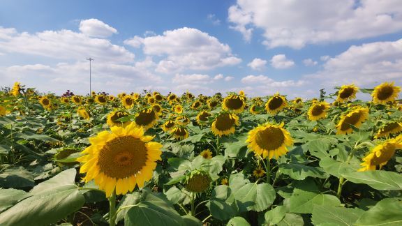 八卦洲陌上花渡