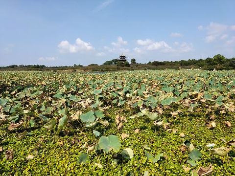 上海海湾国家森林公园旅游景点图片