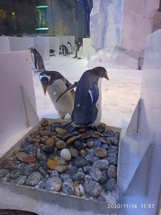 芜湖新华联大白鲸海洋公园