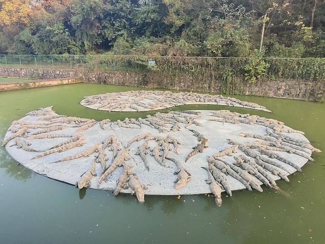 中国扬子鳄景区