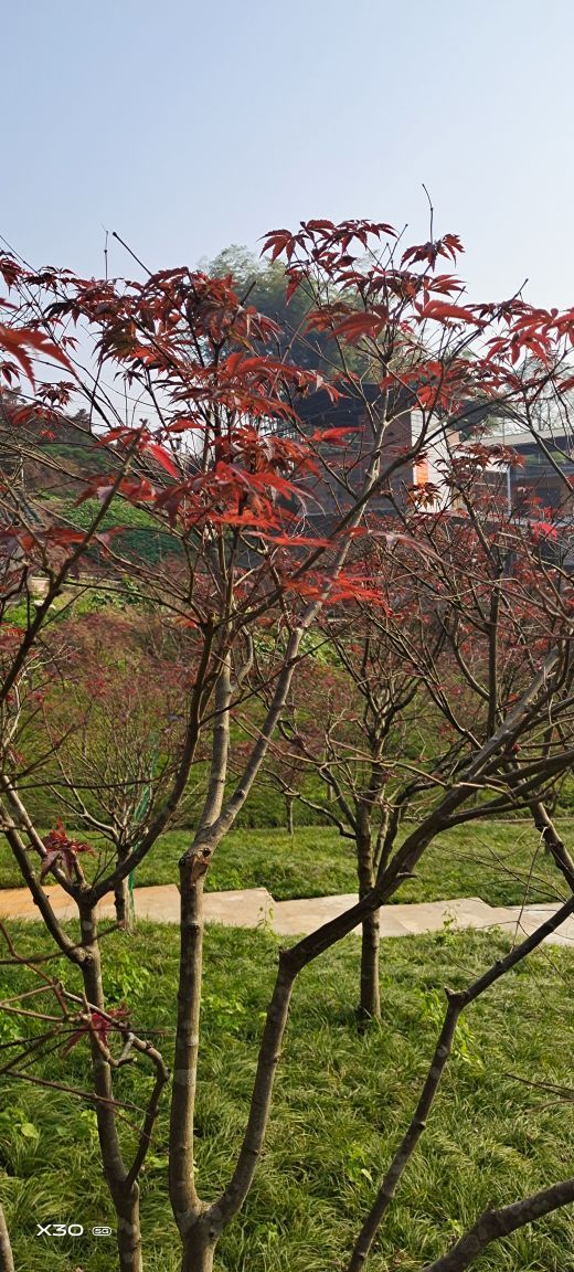 南湖多彩植物园