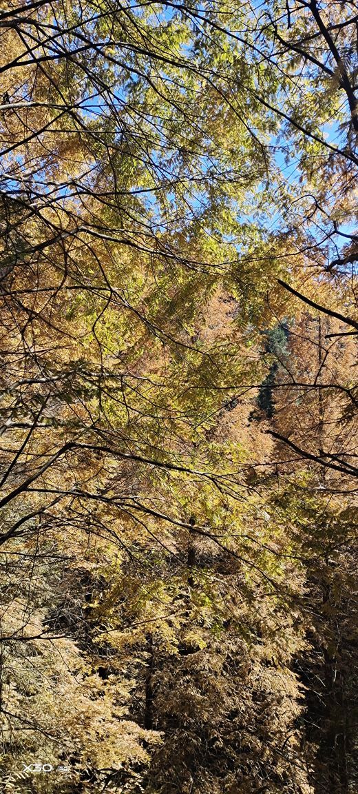 山王坪喀斯特国家生态公园