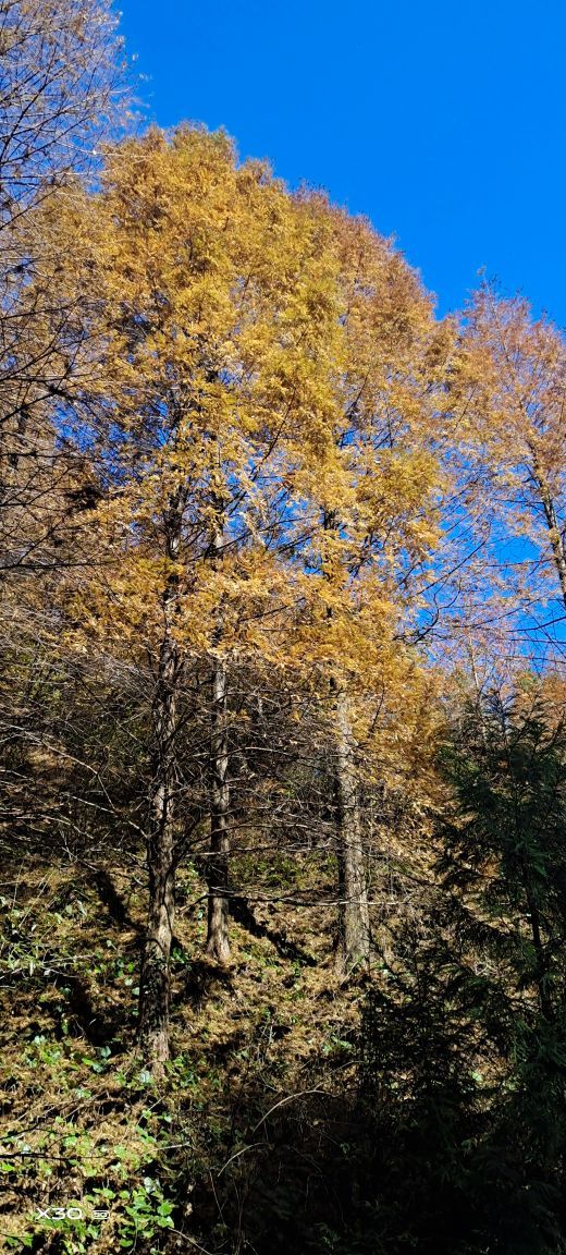 山王坪喀斯特国家生态公园