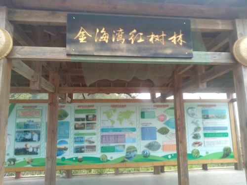 红树林西门赶海