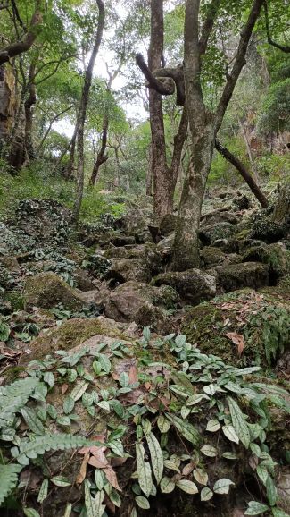 叫水坑原始森林