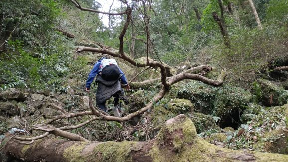 叫水坑原始森林