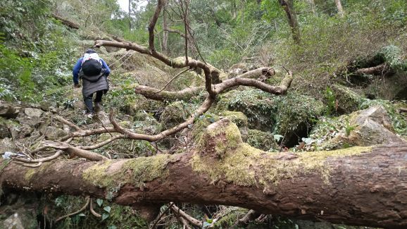 叫水坑原始森林