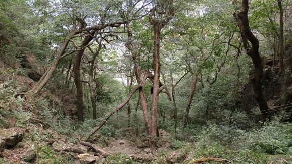 叫水坑原始森林