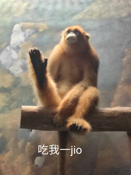 重庆自然博物馆