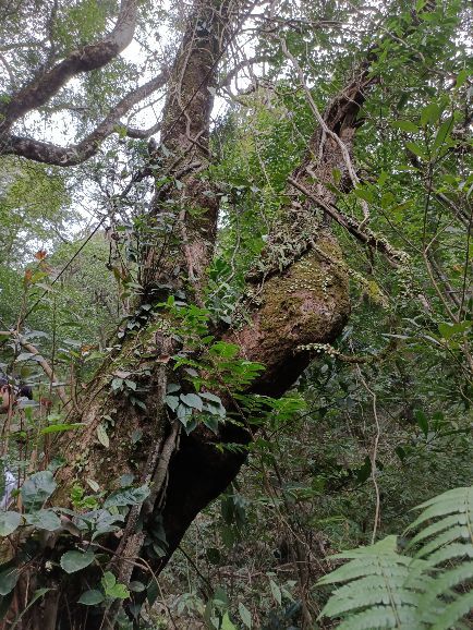 叫水坑原始森林