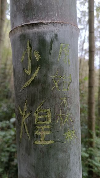 叫水坑原始森林